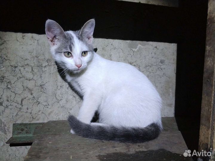 Котик и кошечка
