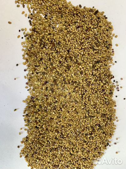 Семена люцерны