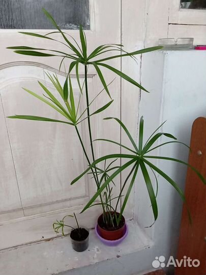 Изобилие комнатных растений