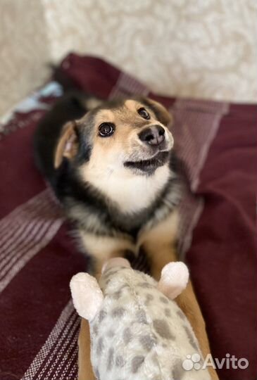 Патрик ищет семью