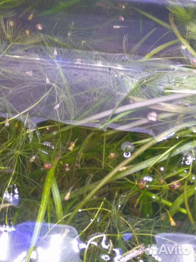 Мальки гуппи