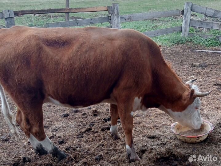 Телка 1.5 года