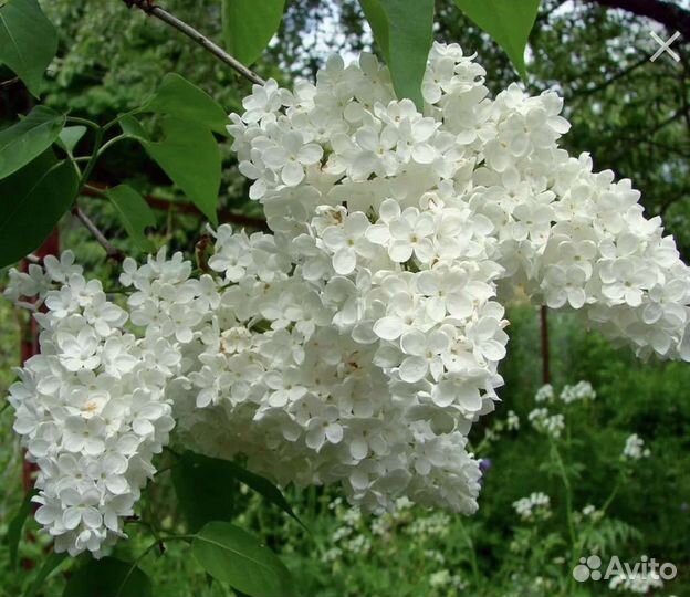 Сирень белая