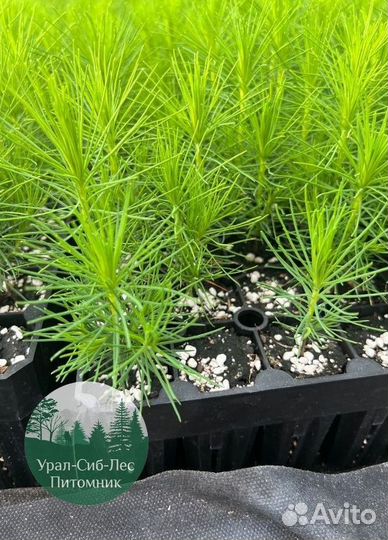 Сосна зкс окс сеянцы Ель Лиственница Голуб Горная