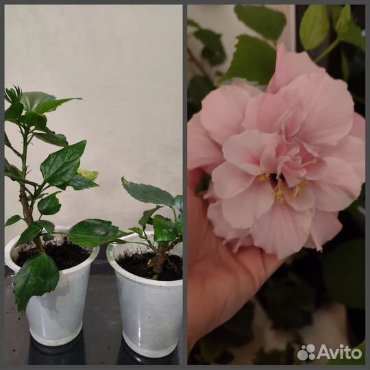 Комнатные растения