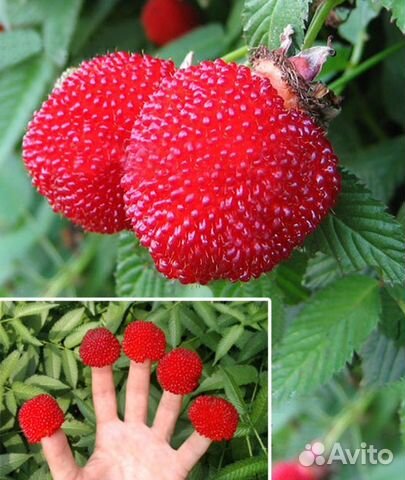 Тибетская малина Мяо-мяо, саженцы