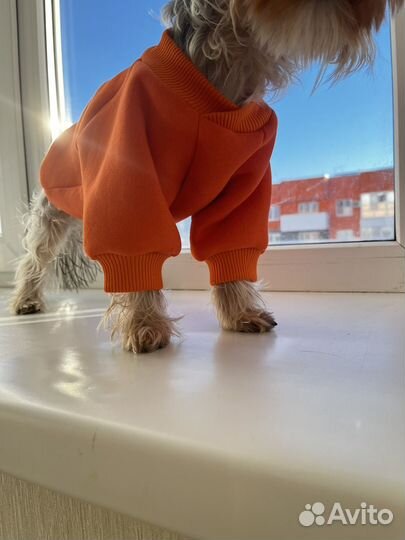 Одежда для собак мелких пород