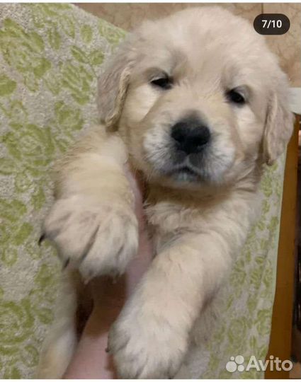 Золотистый ретривер