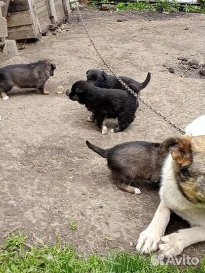 Щенки бесплатно