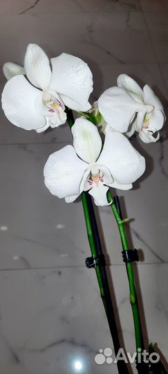 Орхидеи фаленопсис