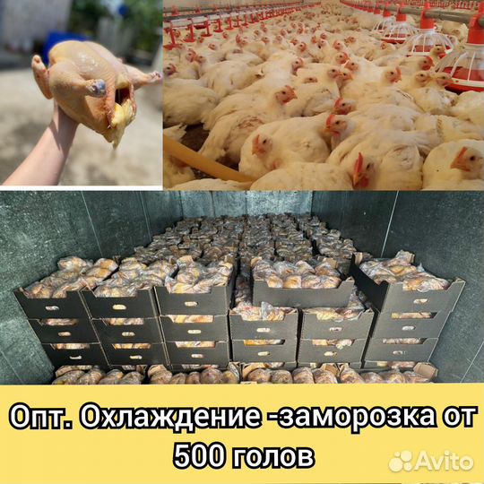 Свежие куры без посредников