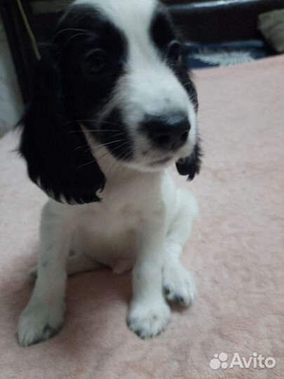 Русский спаниель мальчик