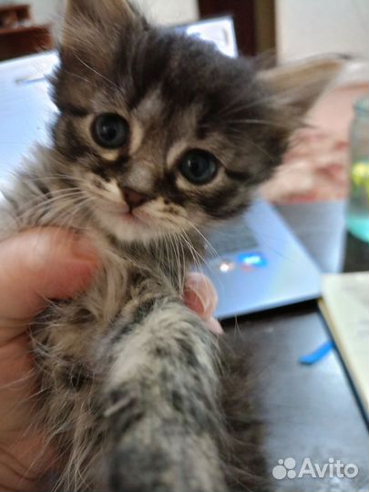 Котята в добрые руки бесплатно