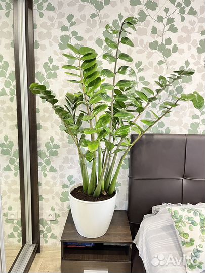 Замиокулькас