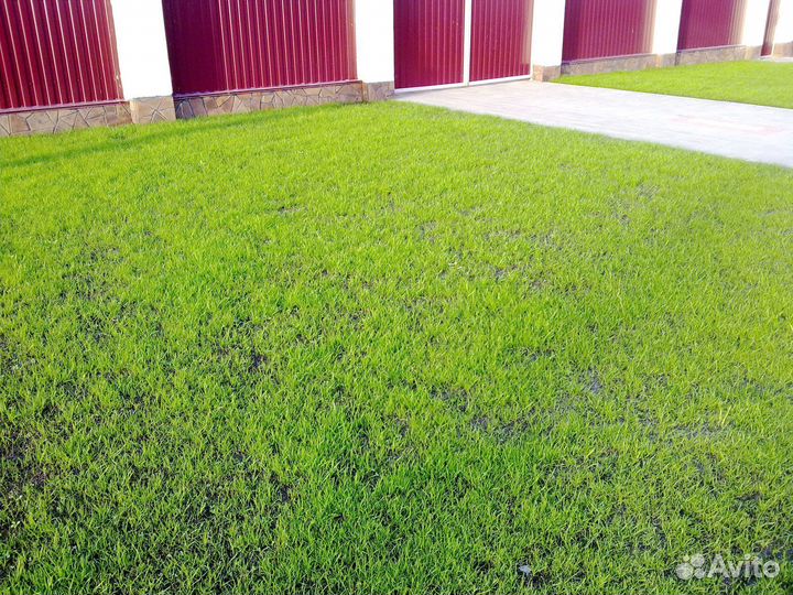 Посевной газон