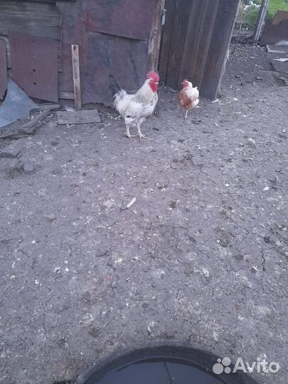 Коровы дойные молочные
