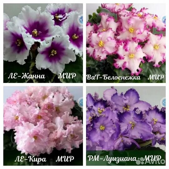 Детки сортовых фиалок