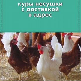 Куры несушки с доставкой