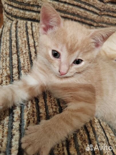 Отдам котентка