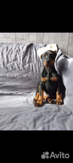 Щенки Добермана