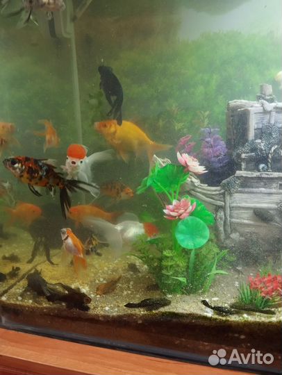 Аквариум