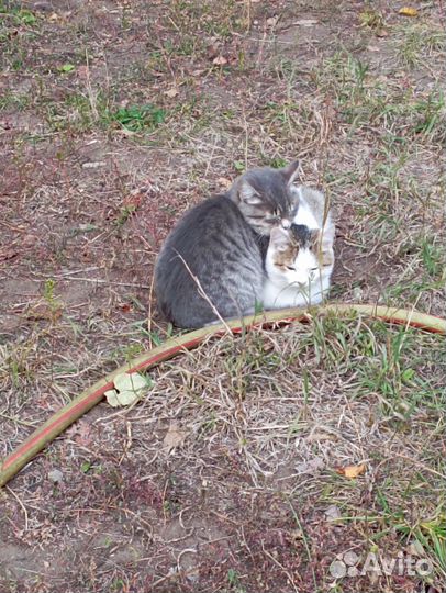 Котик в добрые руки
