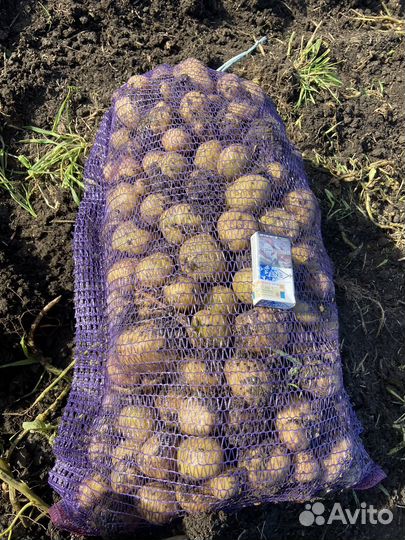 Картофель колобо, ривьера семенной и товарный