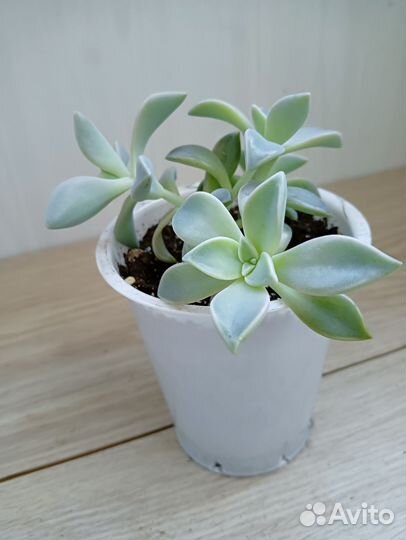 Суккуленты, набор 3