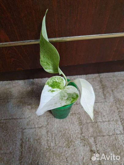 Сциндапсус