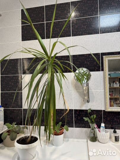 Пальма драцена