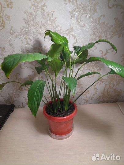 Спатифиллум