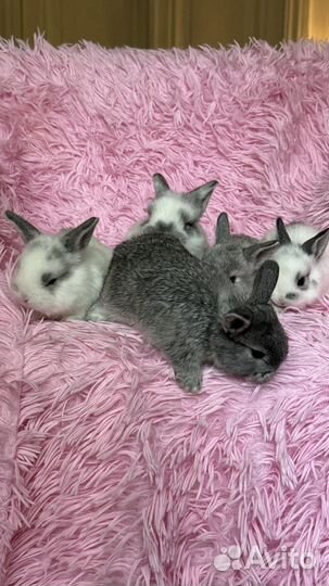 Декоративный карликовый кролик (10 крольчат)