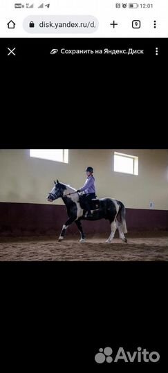 Лошадь пегий красавчик