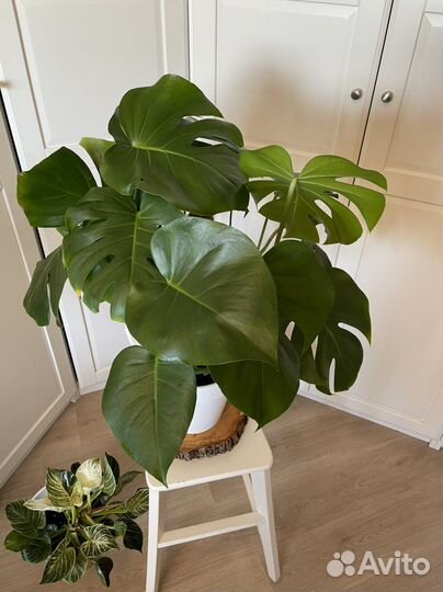 Монстера -взрослый пышный куст