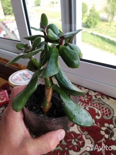 Комнатные растения цветы бесплатно