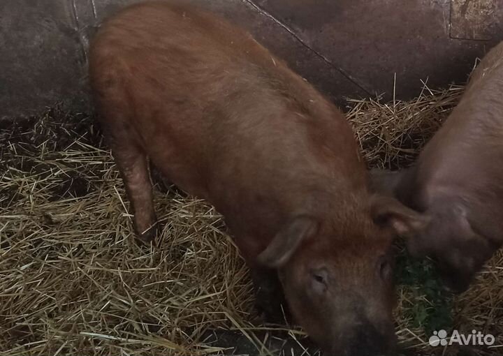 Поросята