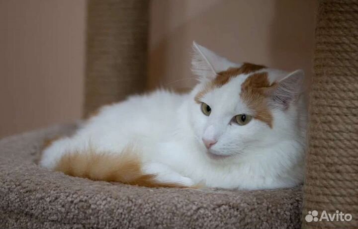 Потрясающий кот Батист в поисках дома