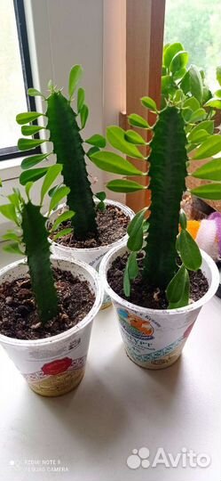 Комнатные цветы