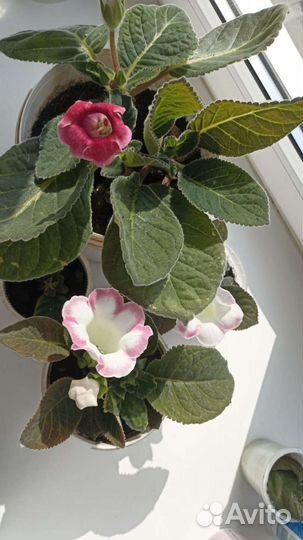 Цветы глоксиния бардовая