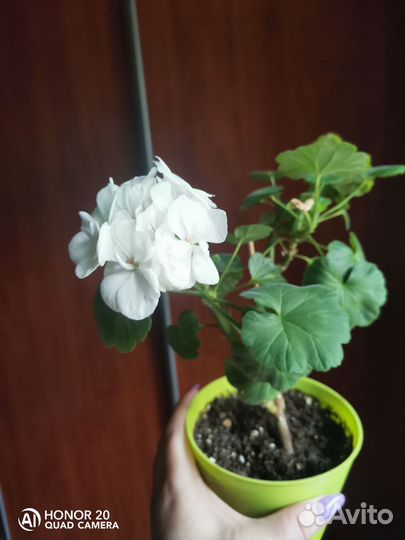 Пеларгония герань сортовая