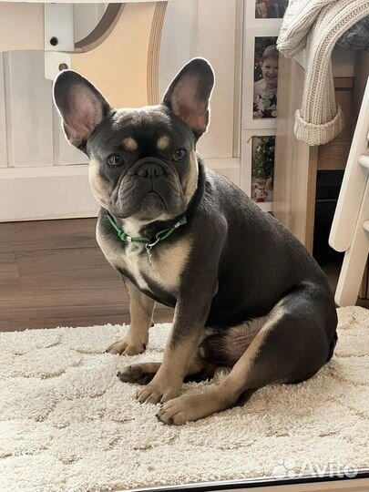 Французский бульдог кабель вязка бесплатно