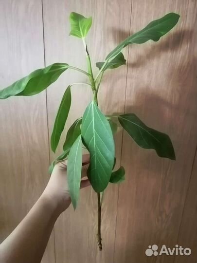 Бегония декоративно лиственная от 200