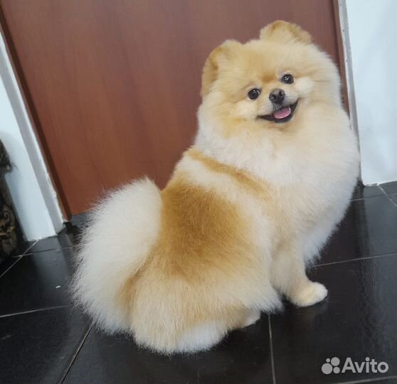 Шпиц вязка