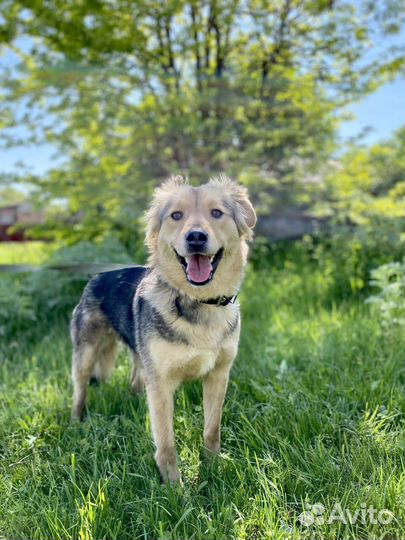 Собака в добрые руки