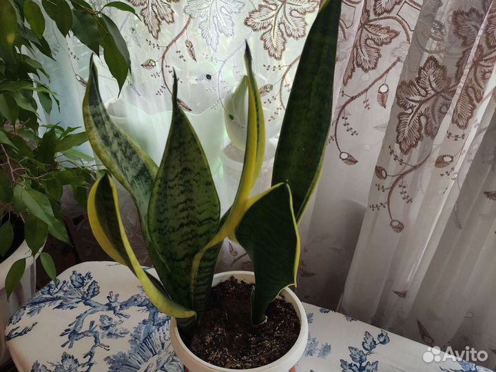 Сансевиерия