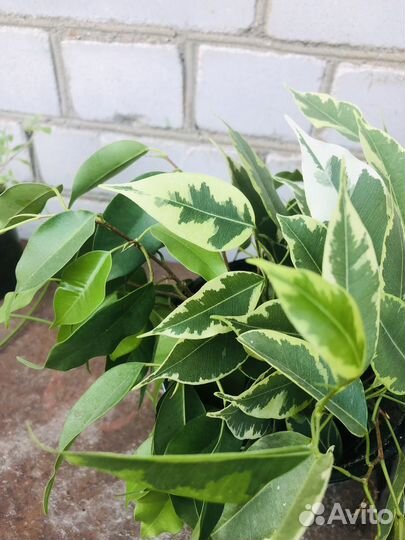 Фикус черенки