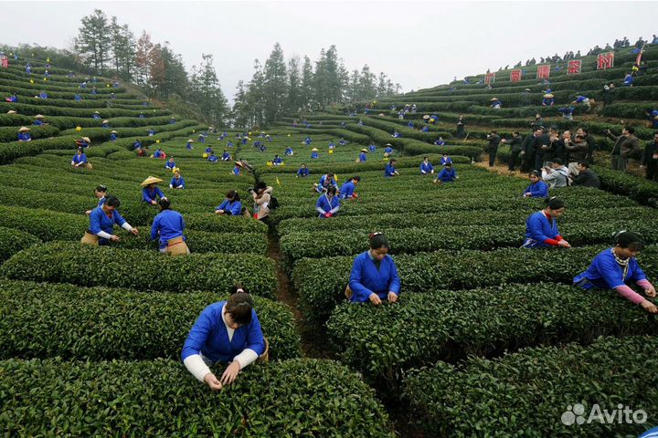 Лучший молочный улун