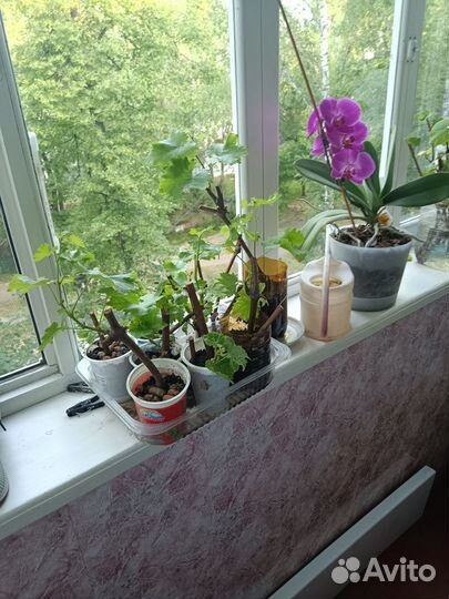 Саженцы винограда