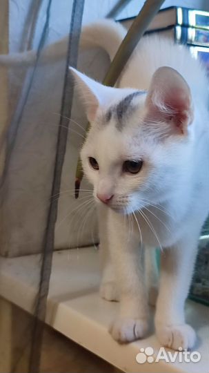 Сиамский котёнок (по папе)