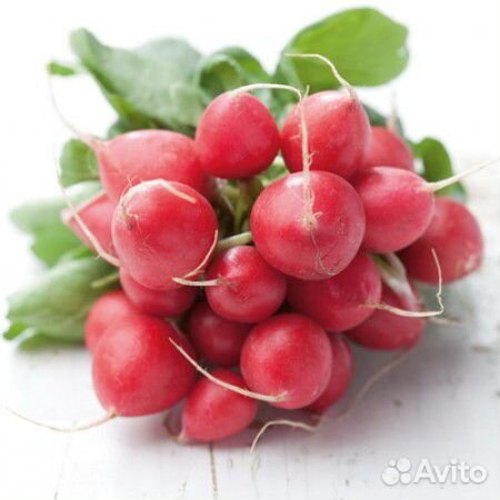Семена Редиса 